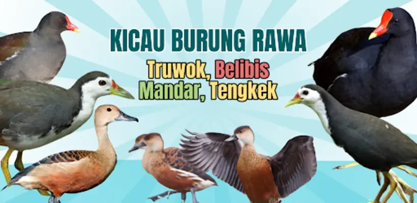 Suara Ruak-Ruak android App screenshot 6